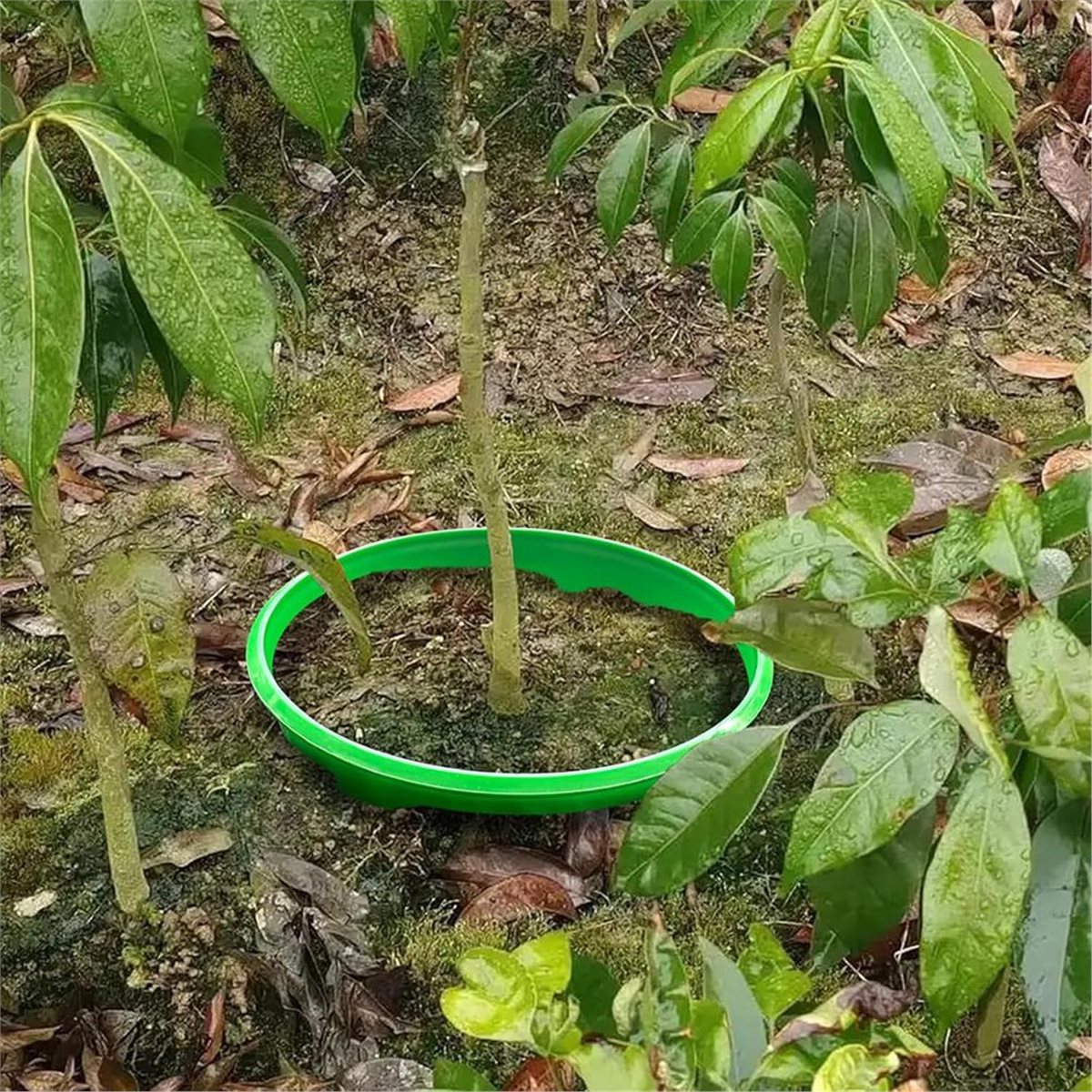 Gardening Tools Deals - 【COUNTDOWN DEAL】 4 plantenbeschermingsringen voor het