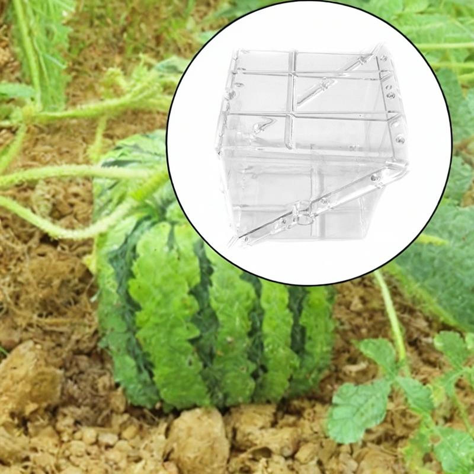 Vierkante watermeloengroeivorm - Gardening Tools Unique recensie en prijs
